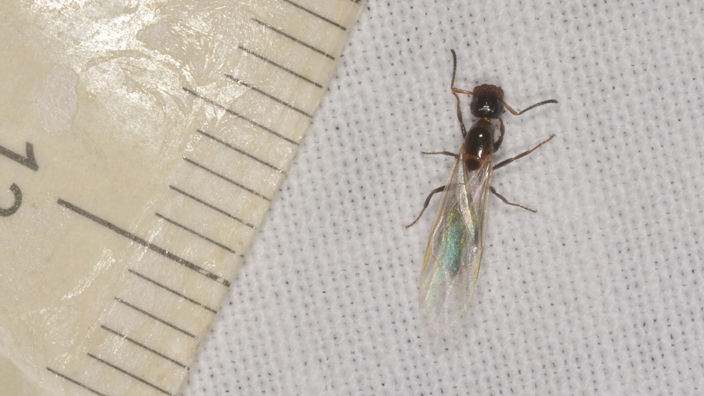 Camponotus truncatus ?  S, femmina riproduttrice