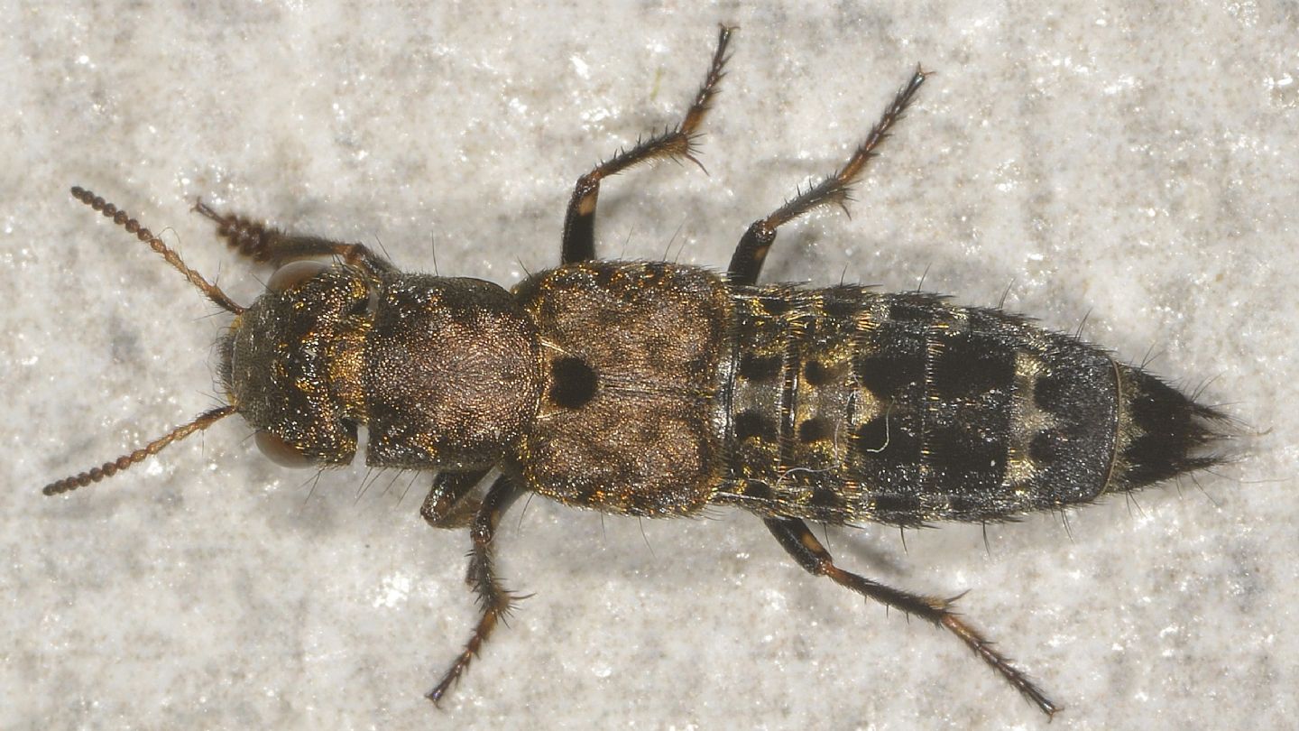 Ontholestes