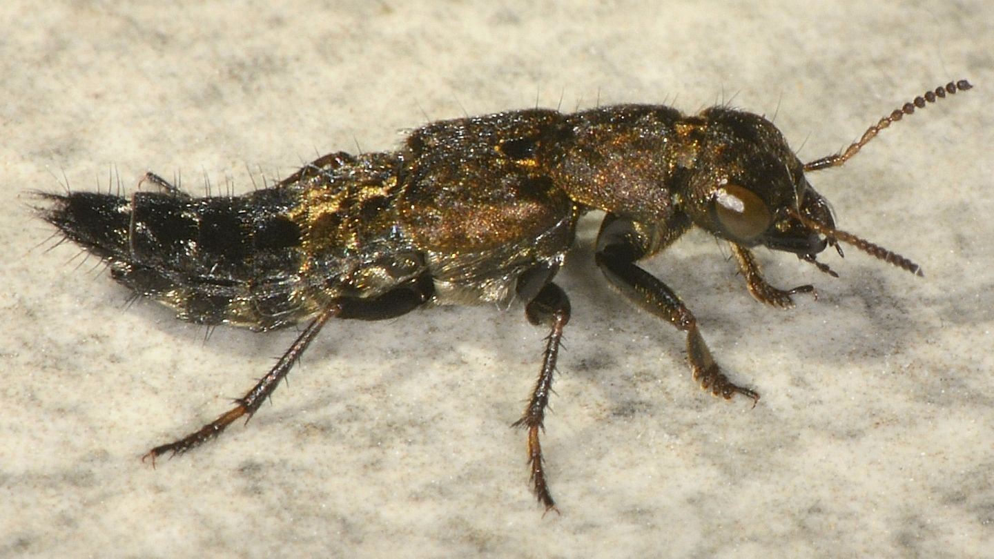 Ontholestes