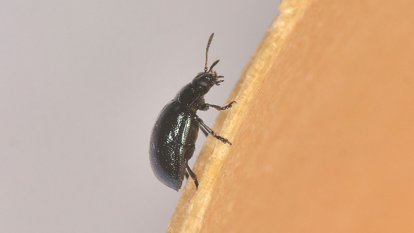 Chrysomelidae: Plagiodera versicolora