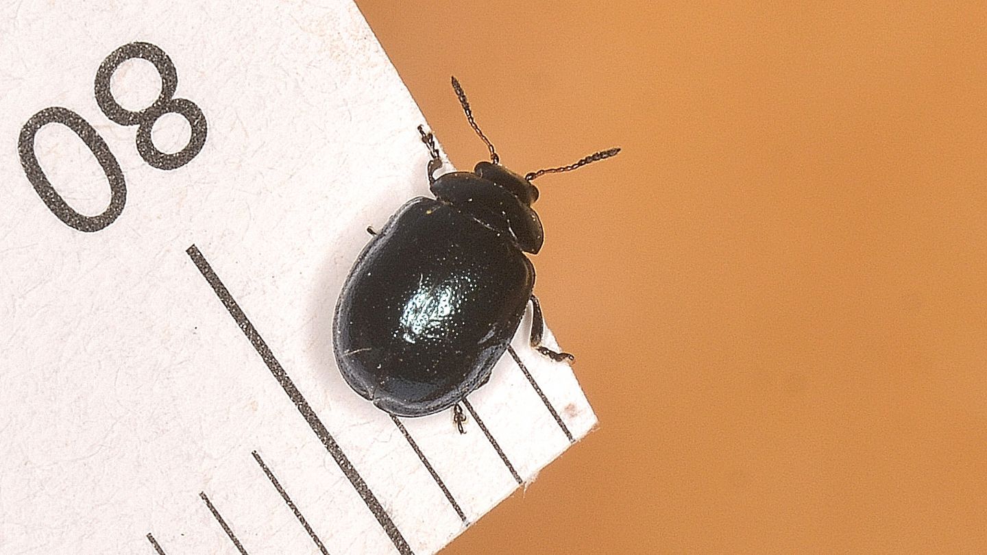 Chrysomelidae: Plagiodera versicolora