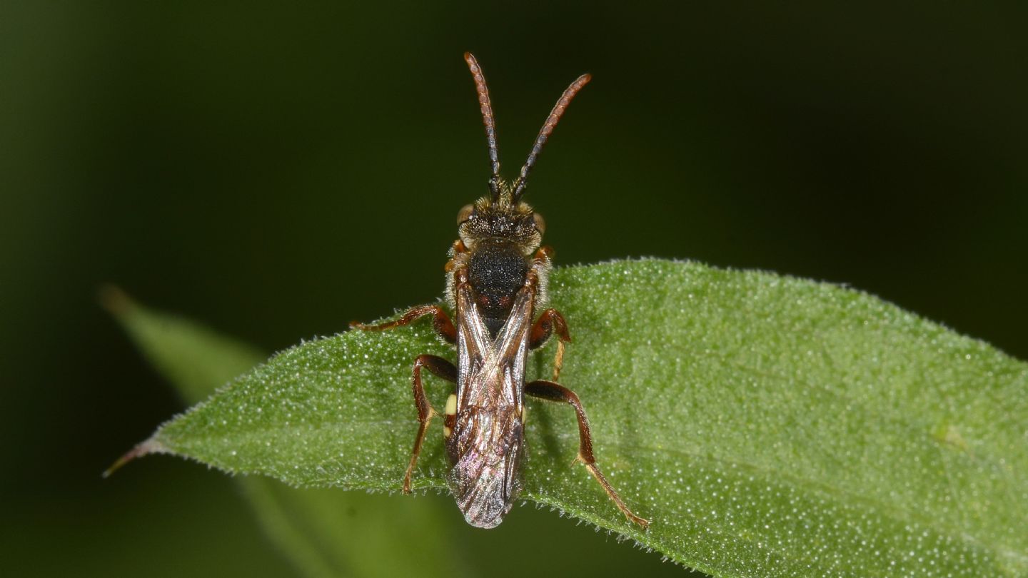 Apidae Nomadinae: Nomada sp.