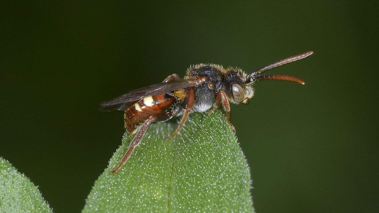 Apidae Nomadinae: Nomada sp.