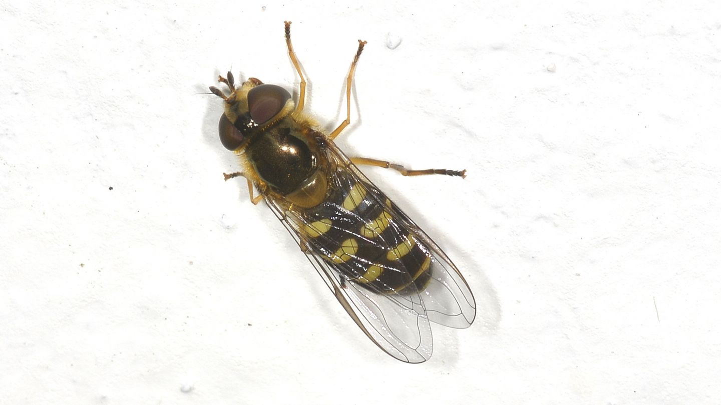 Syrphidae ?