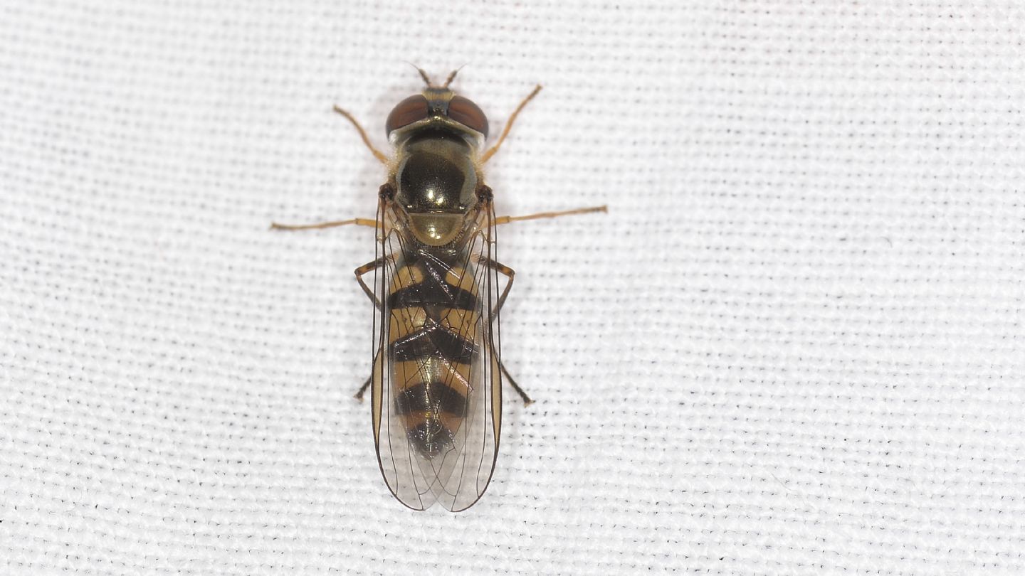 Altro Syrphidae