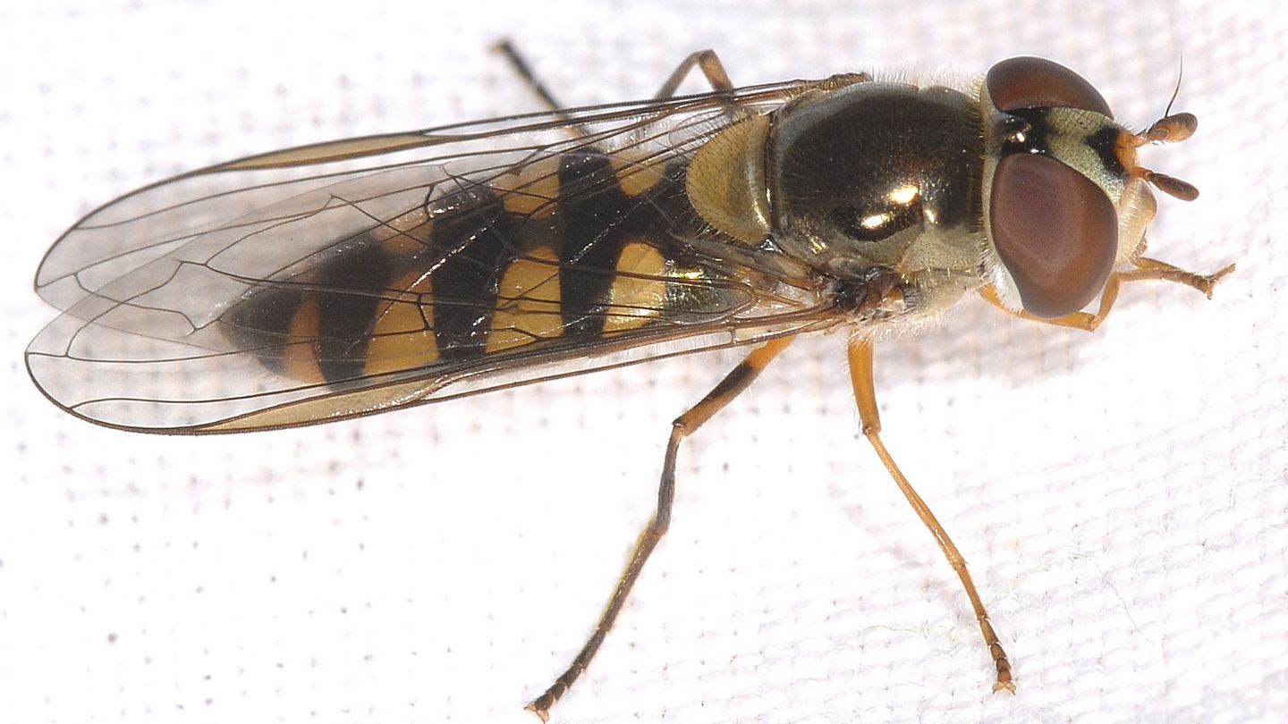 Altro Syrphidae