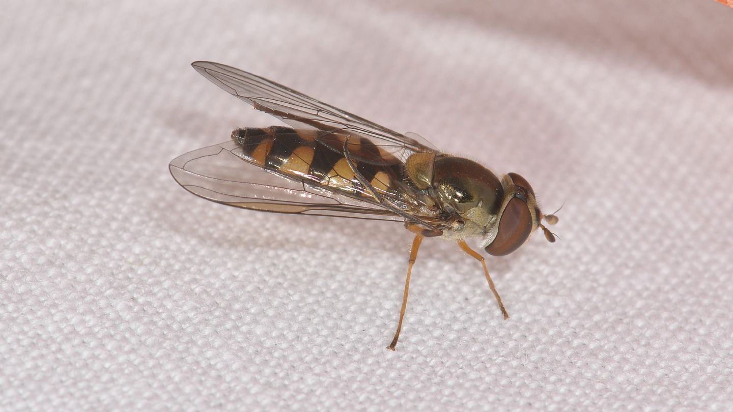 Altro Syrphidae