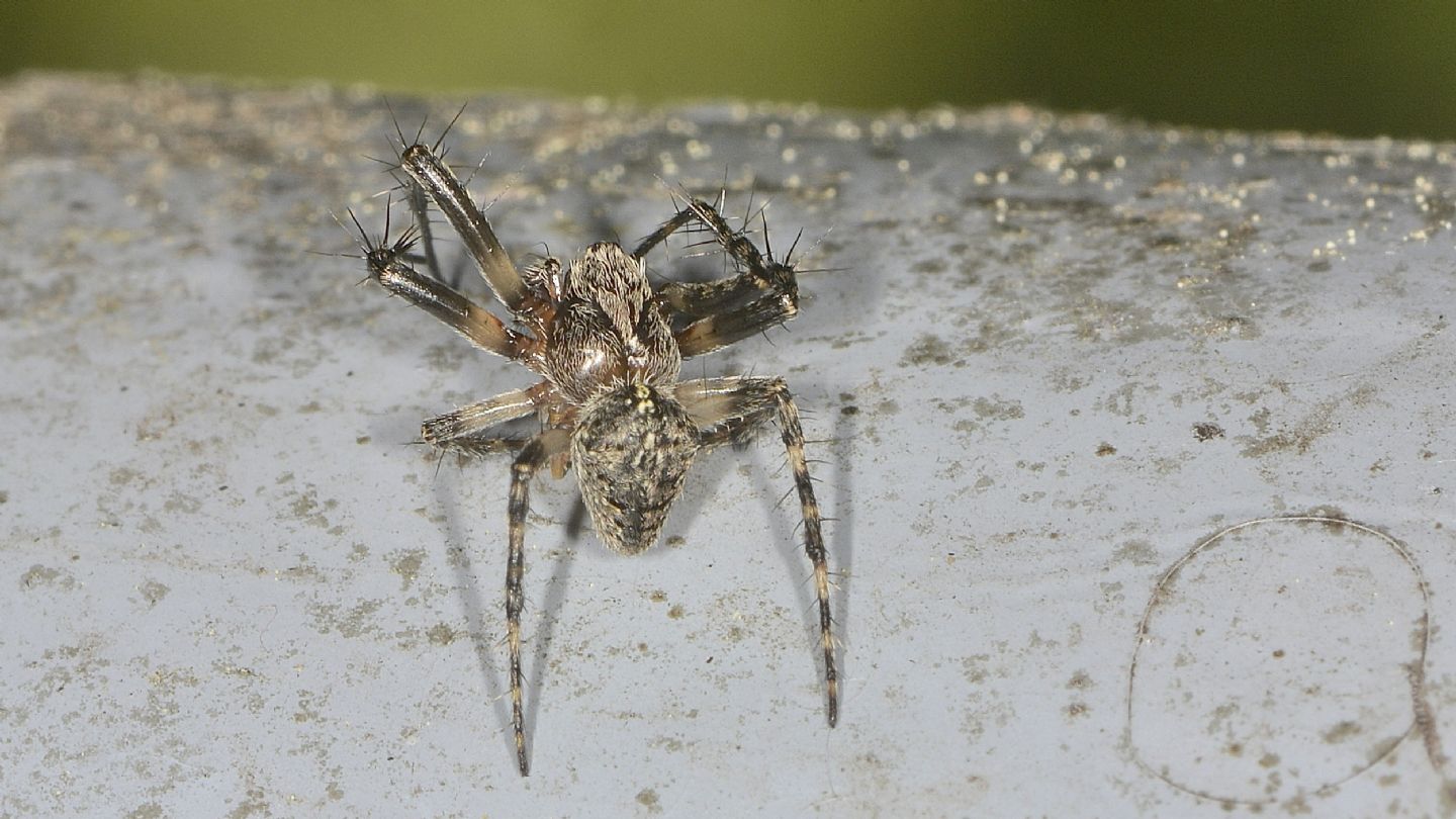 Araneidae da ID