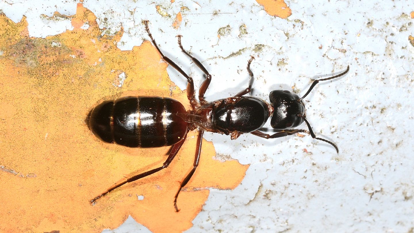 Formicidae da id