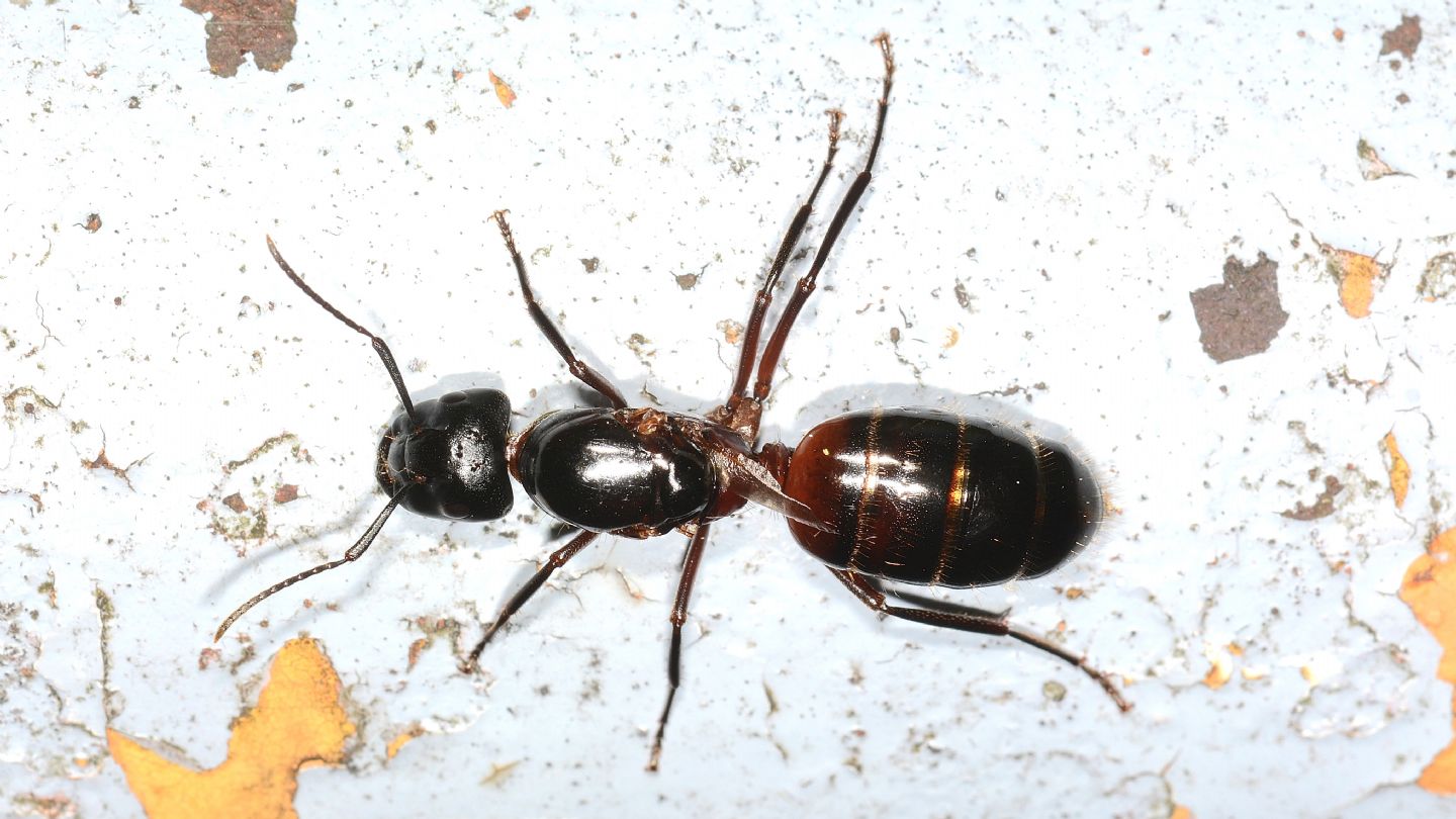 Formicidae da id