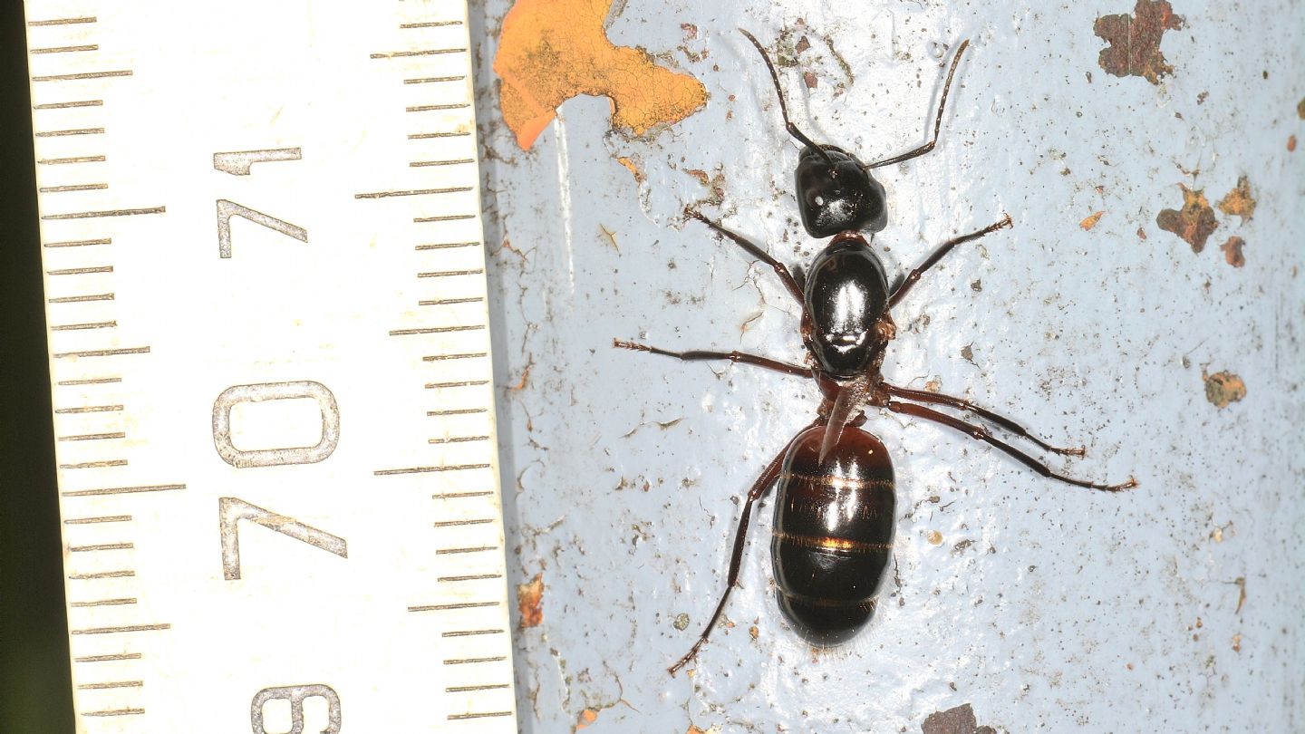Formicidae da id