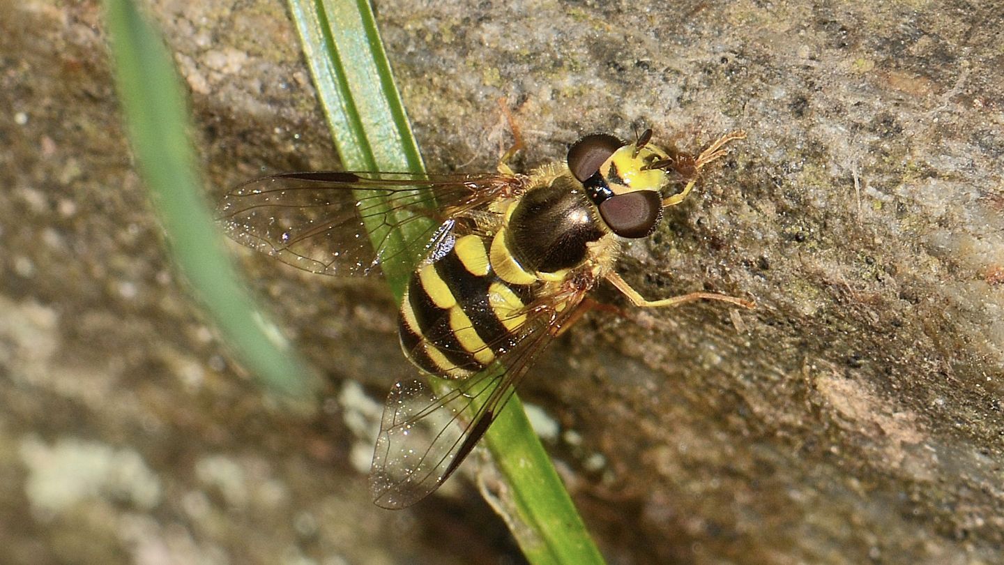 Syrphidae
