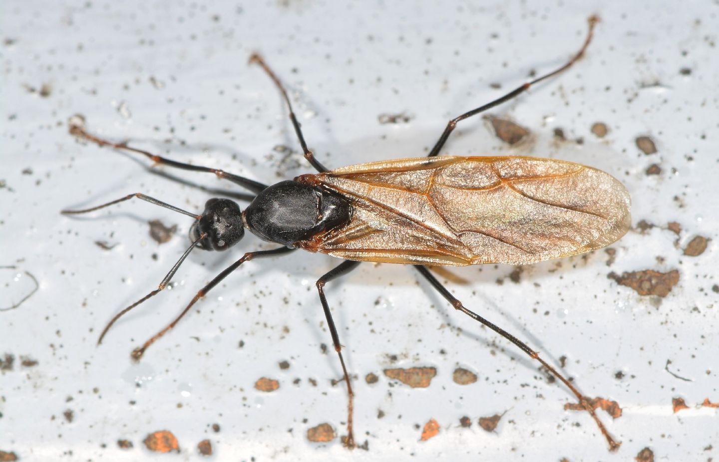 Formicidae ?