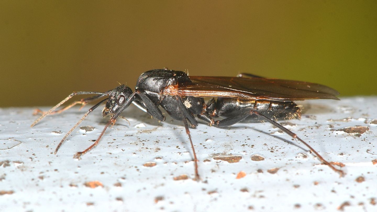 Formicidae ?
