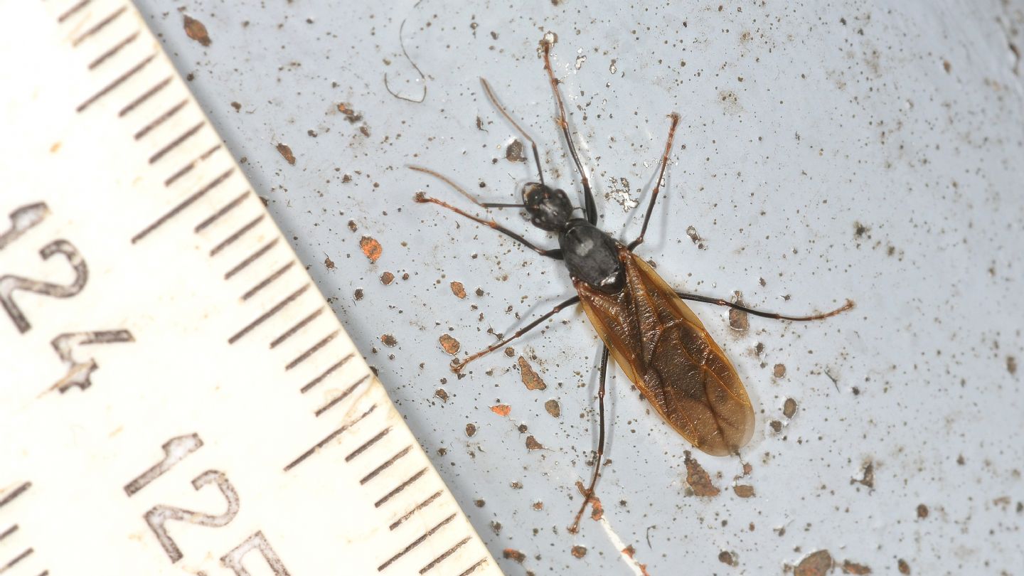Formicidae ?