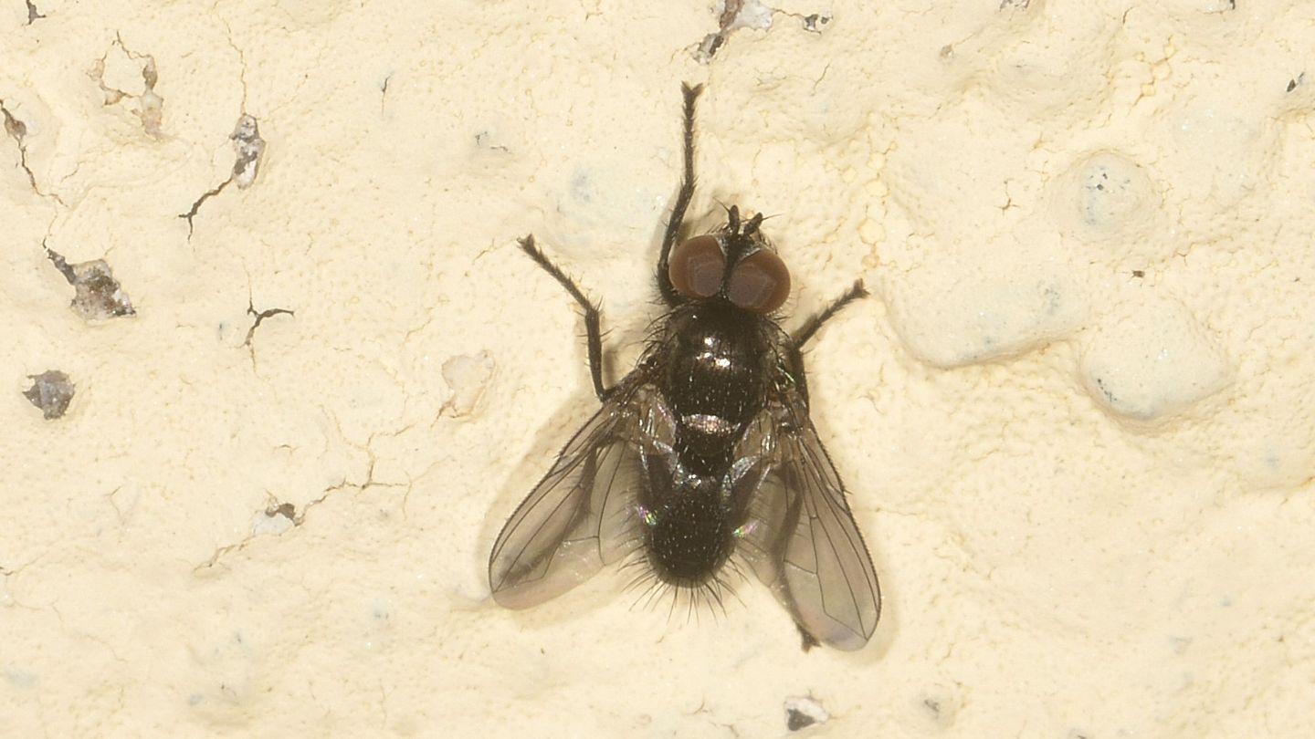 Mosca scura