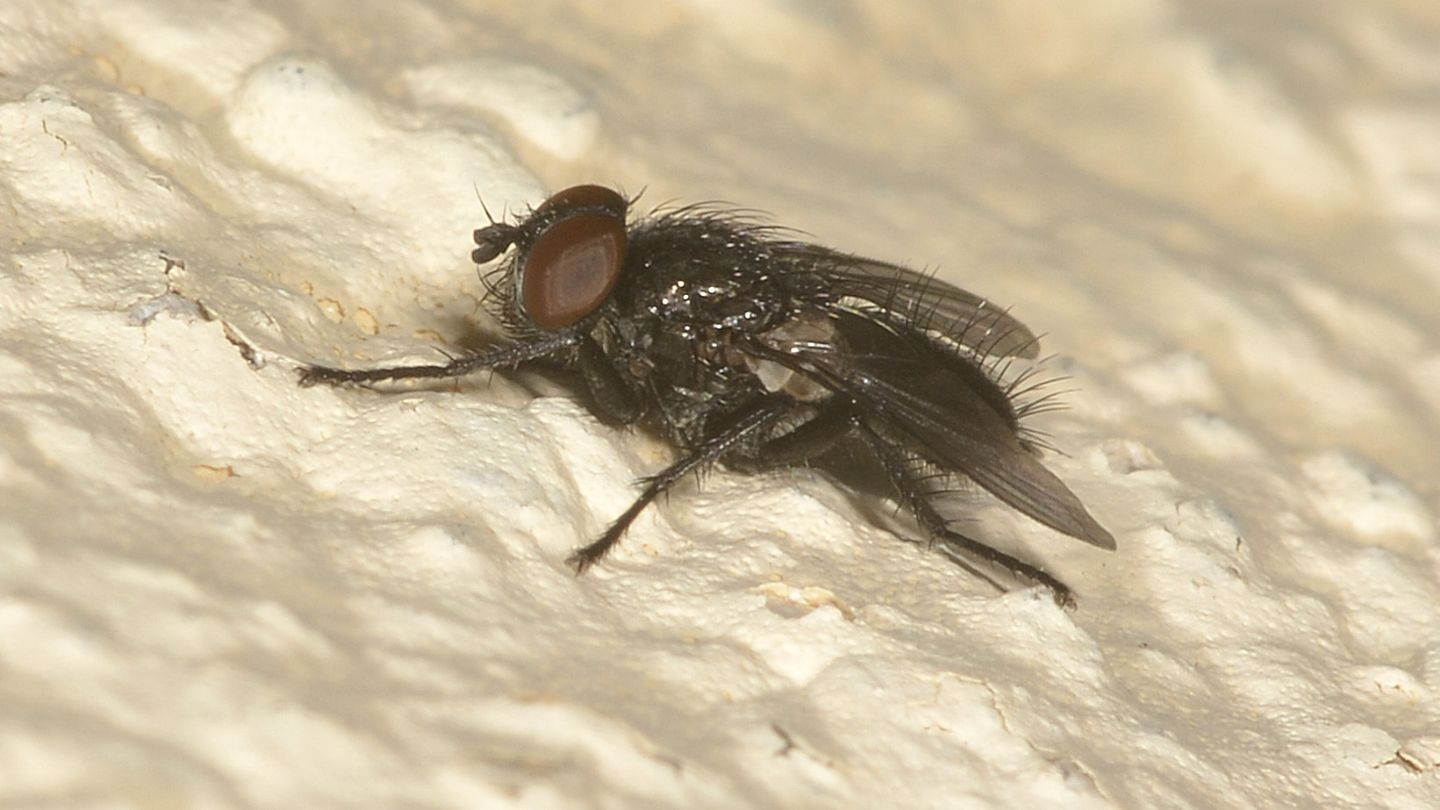 Mosca scura