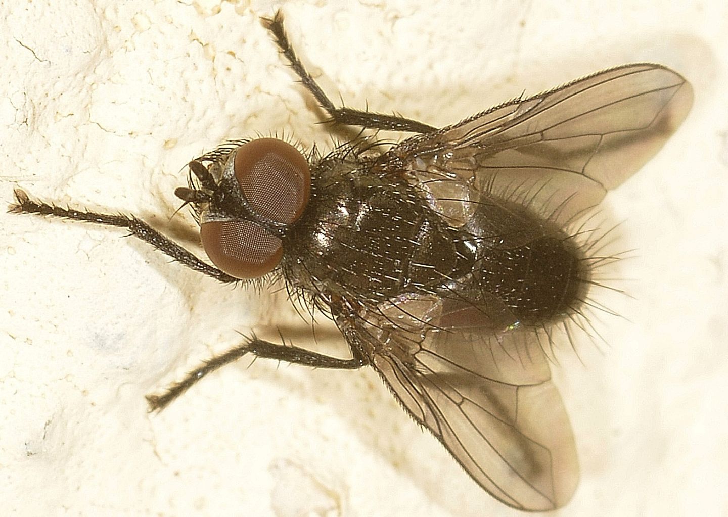 Mosca scura