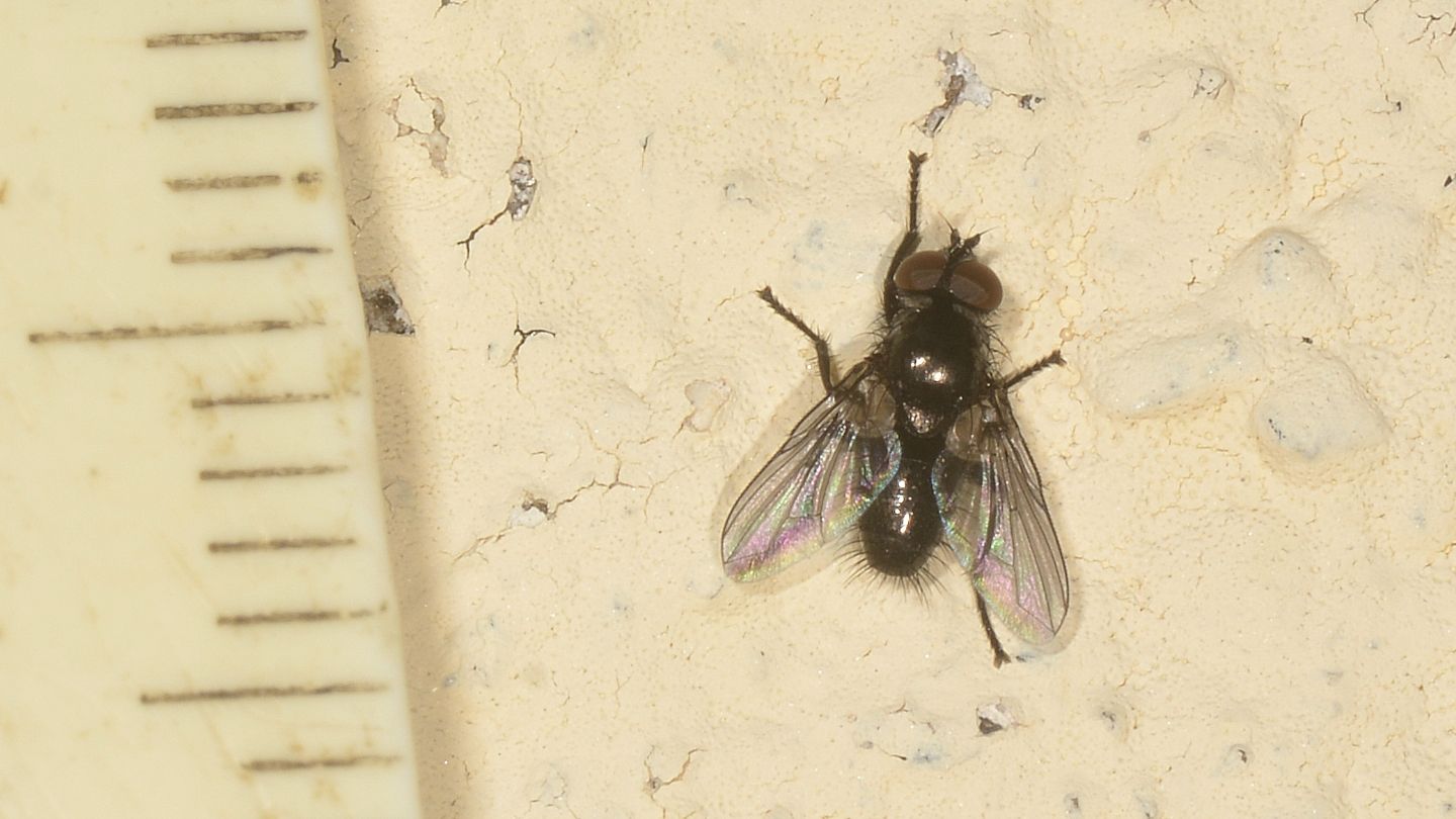 Mosca scura