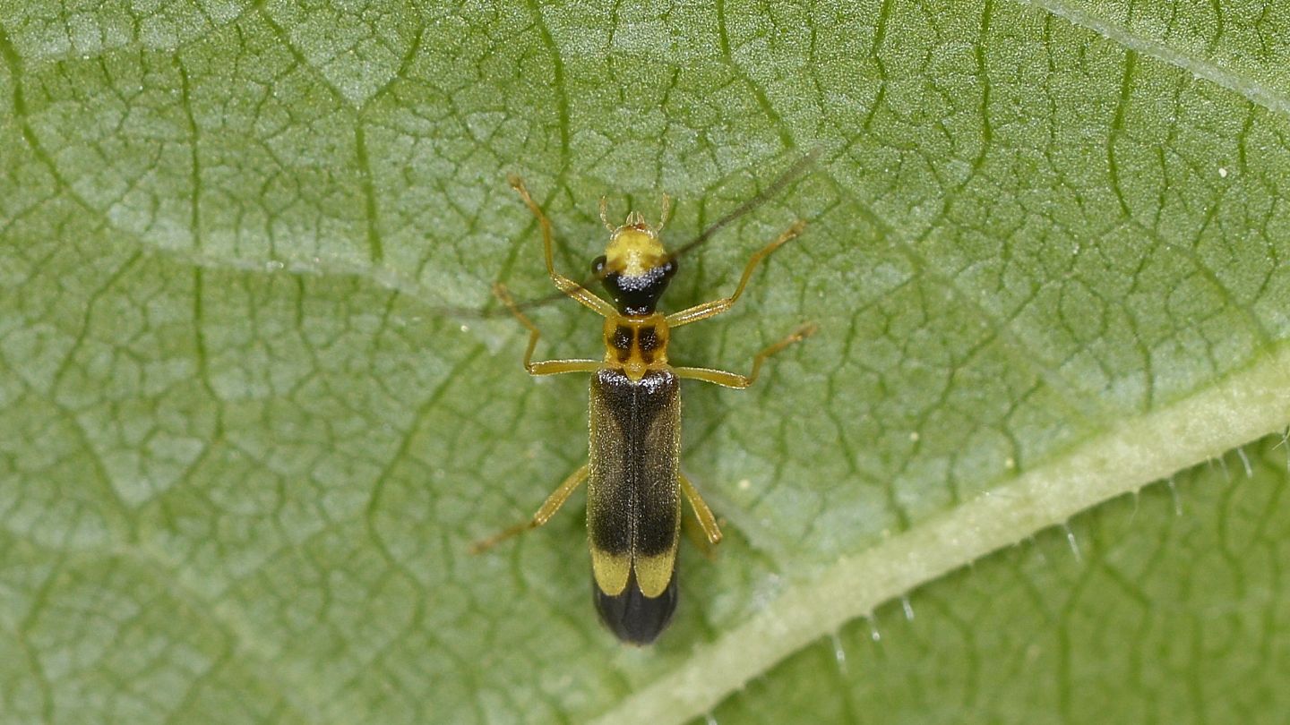Cantharidae:Malthinus flaveolus