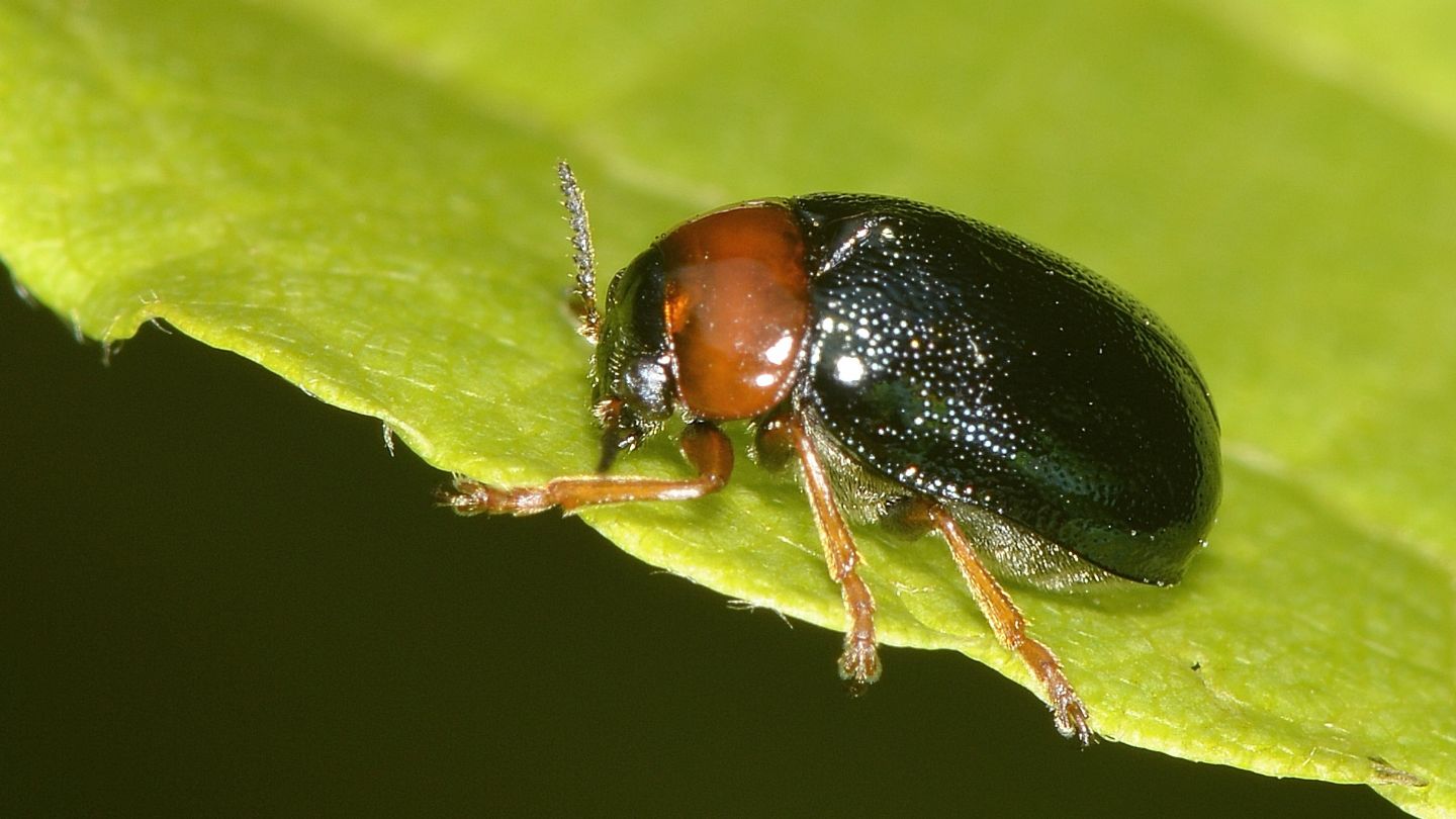 Chrysomelidae bicolore: Smaragdina salicina
