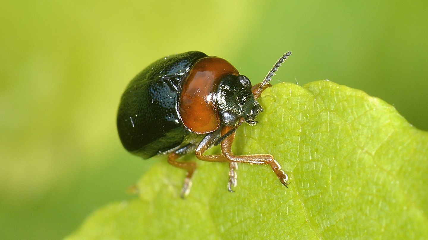 Chrysomelidae bicolore: Smaragdina salicina