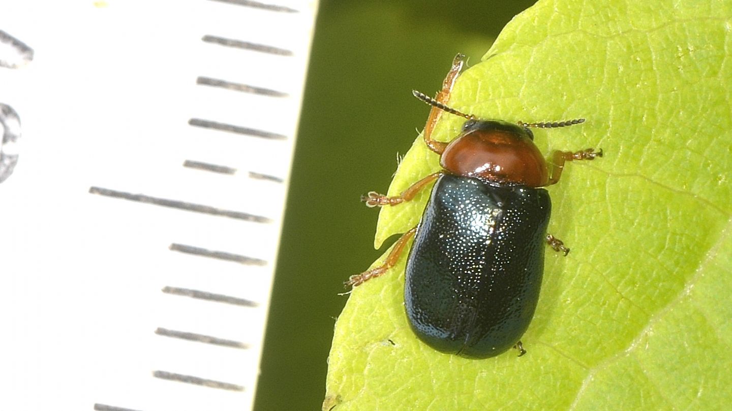 Chrysomelidae bicolore: Smaragdina salicina