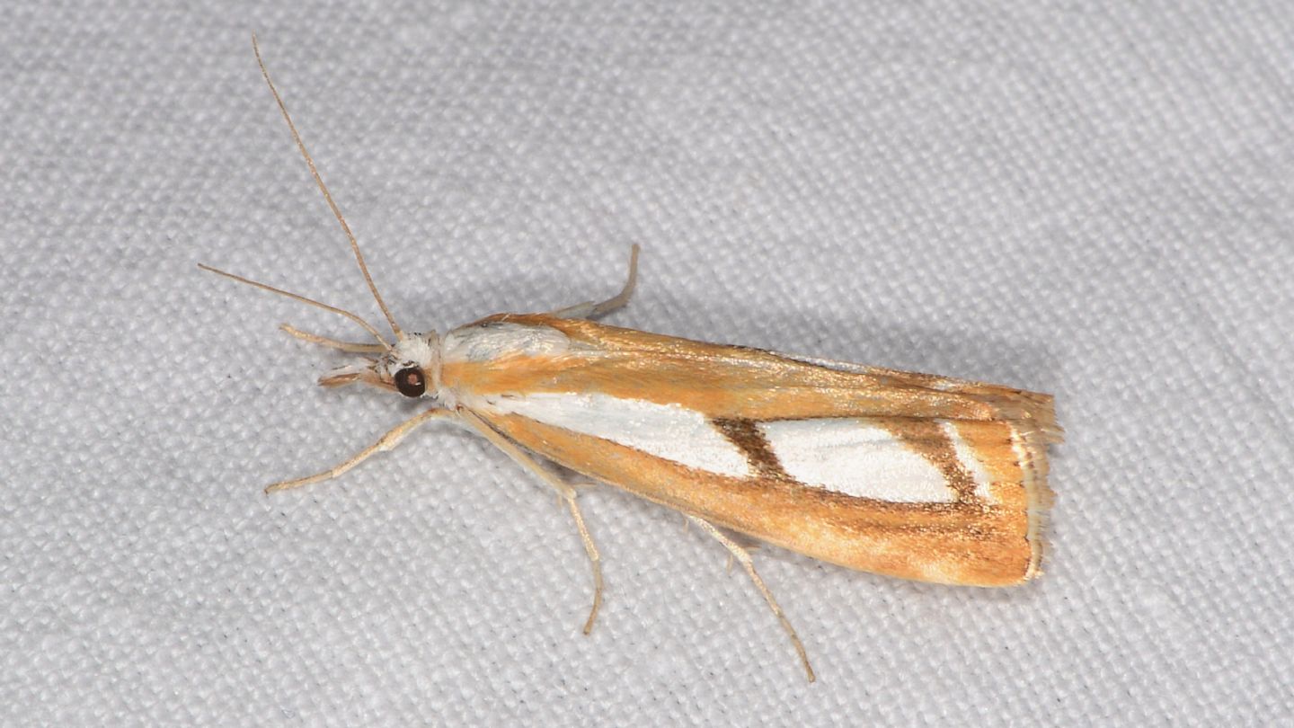 Catoptria