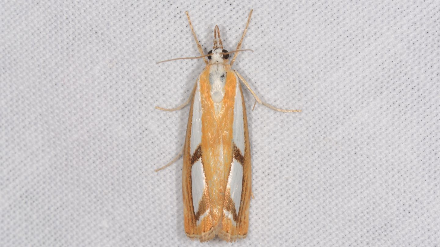 Catoptria