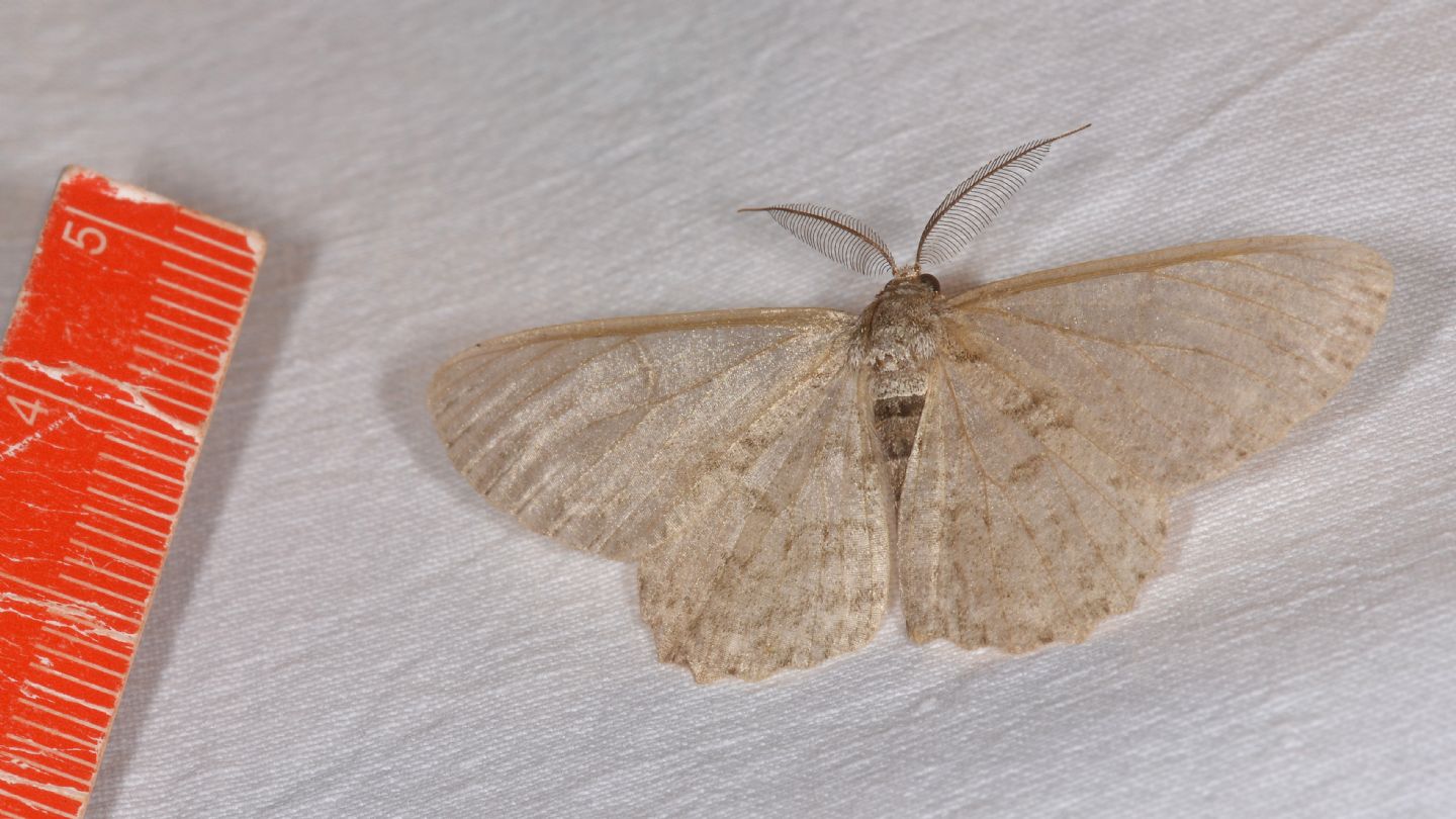 Hypomecis punctinalis - Geometridae