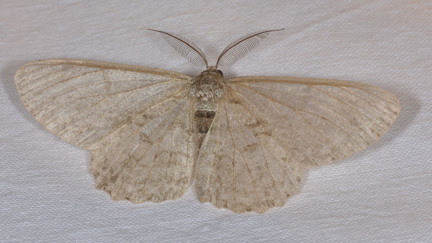 Hypomecis punctinalis - Geometridae