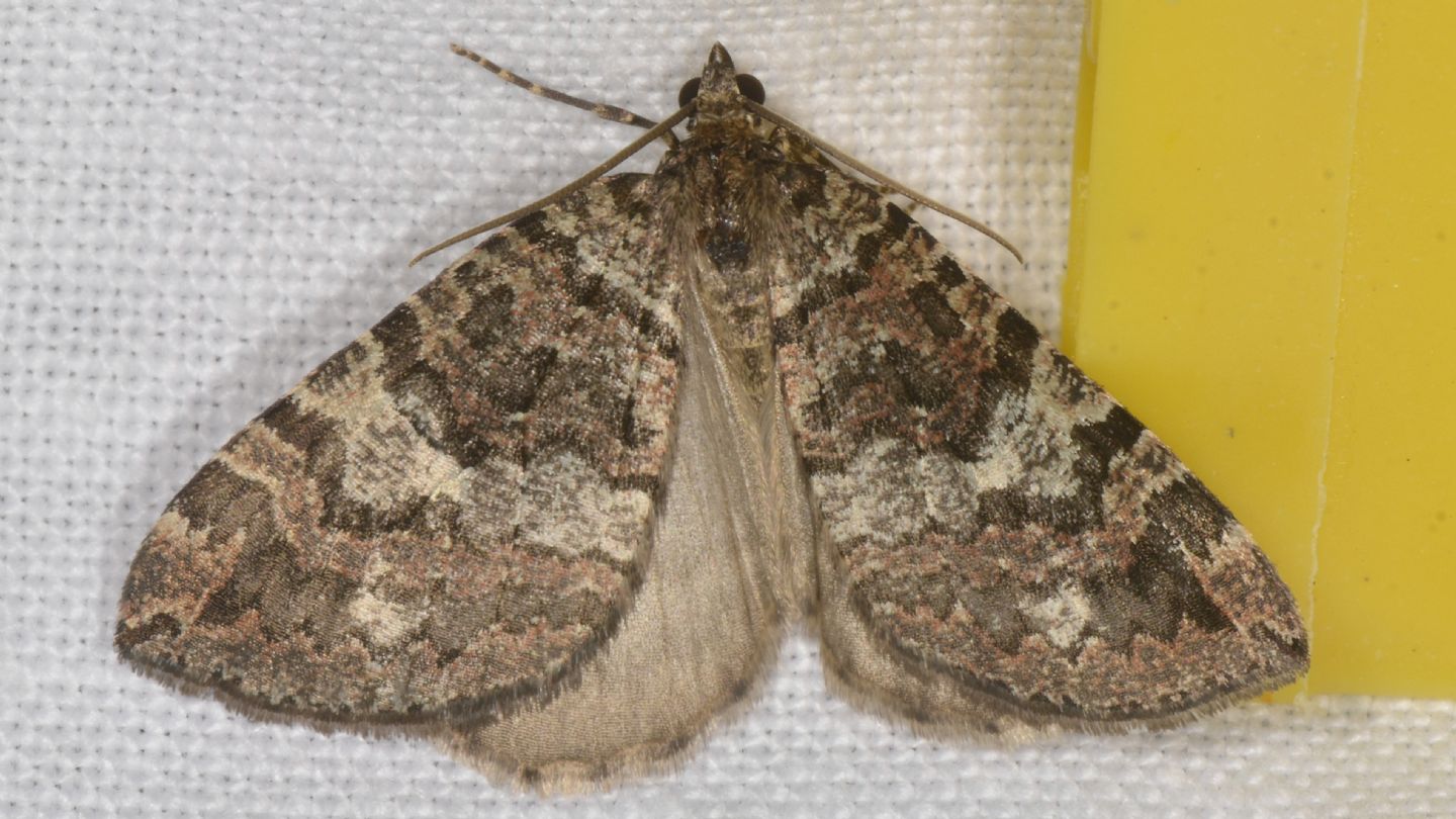 Hydriomena furcata? S