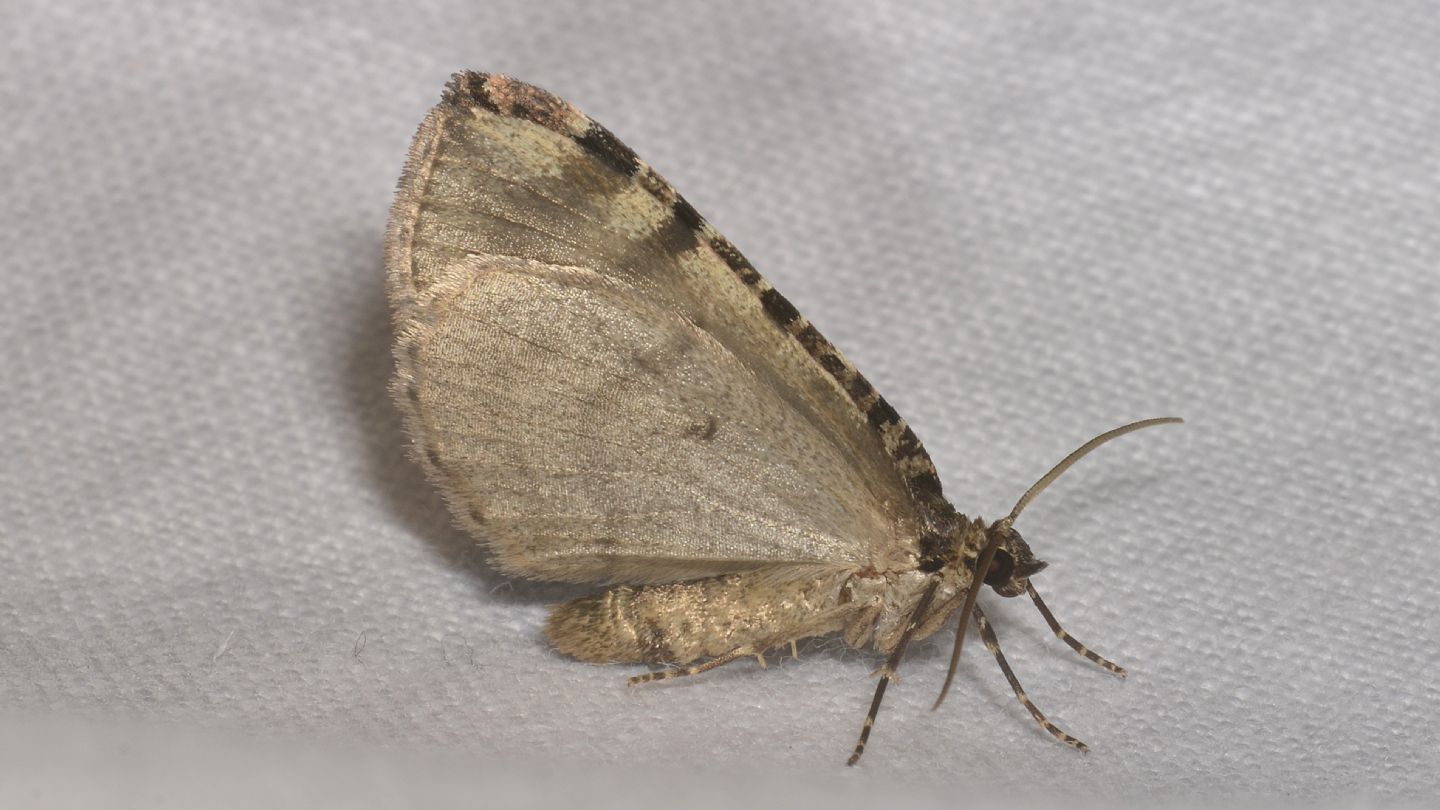 Hydriomena furcata? S