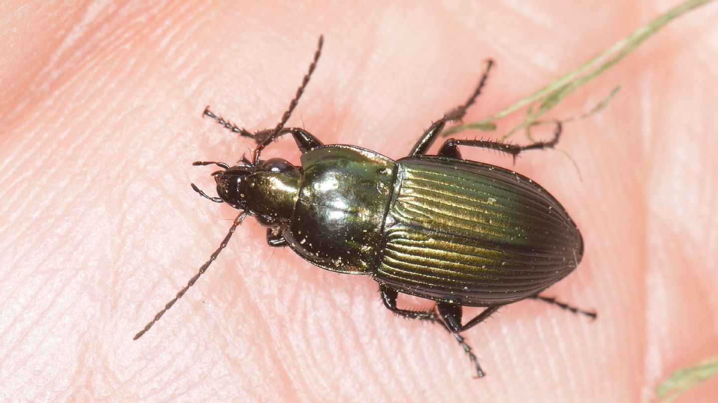 Carabidae: Poecilus versicolor