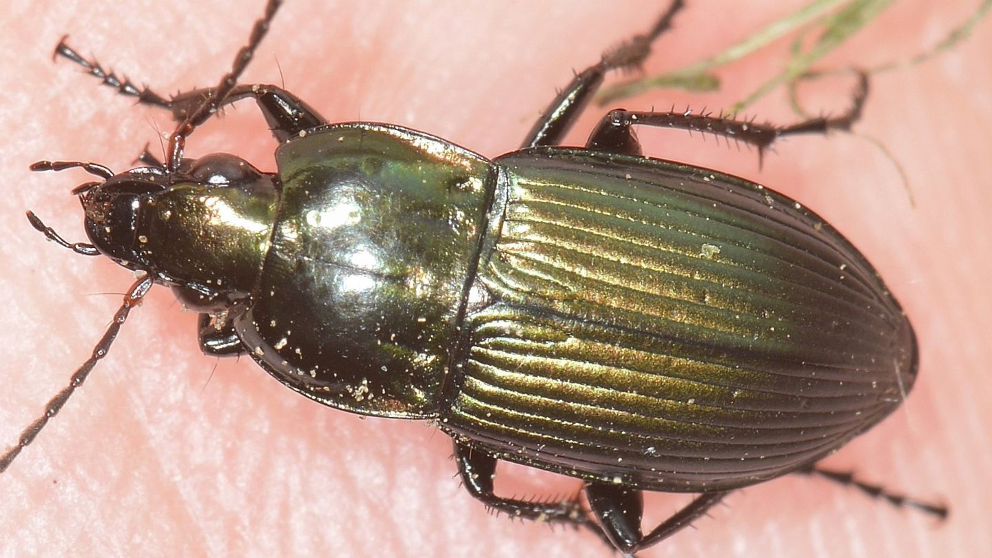 Carabidae: Poecilus versicolor