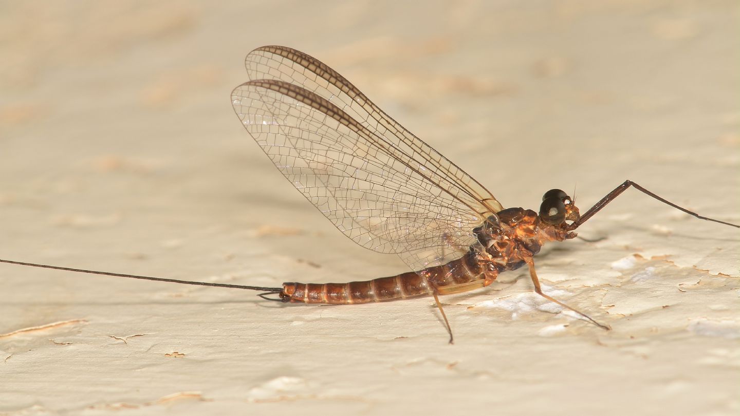 Ephemera da id - Ecdyonurus sp. gruppo helveticus