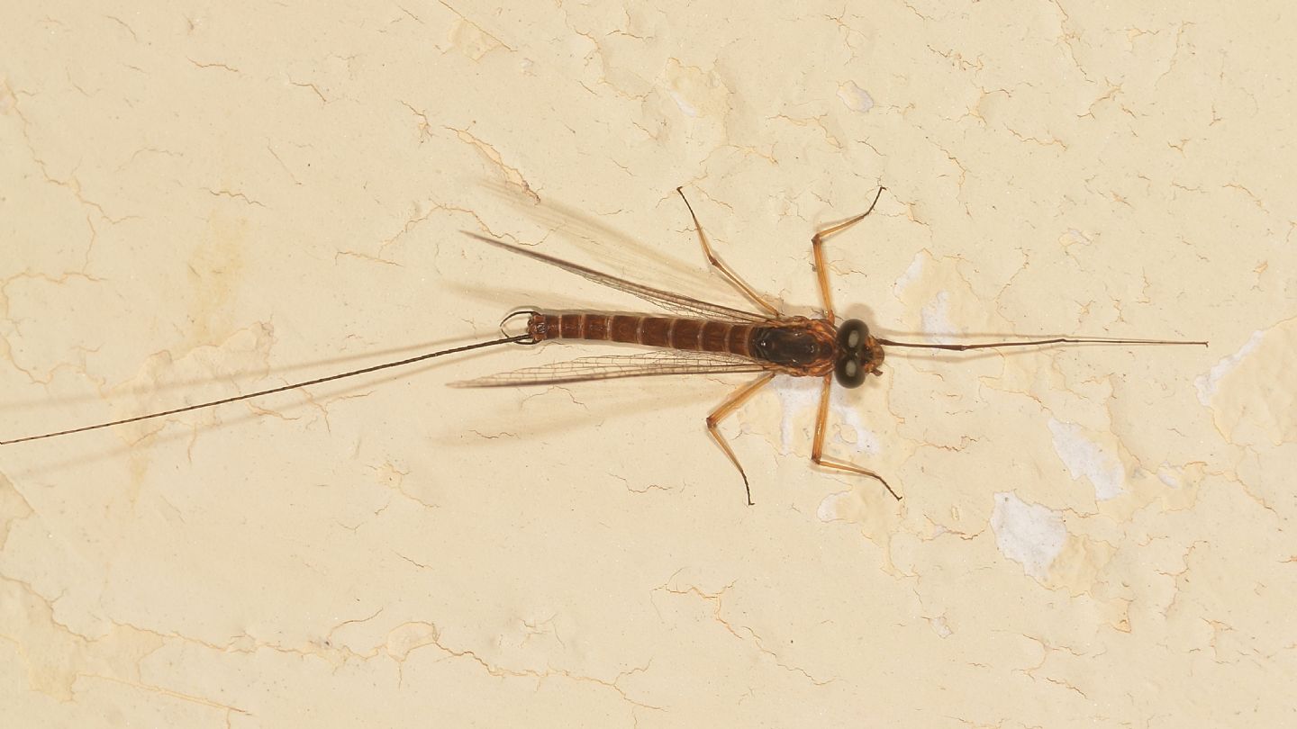 Ephemera da id - Ecdyonurus sp. gruppo helveticus