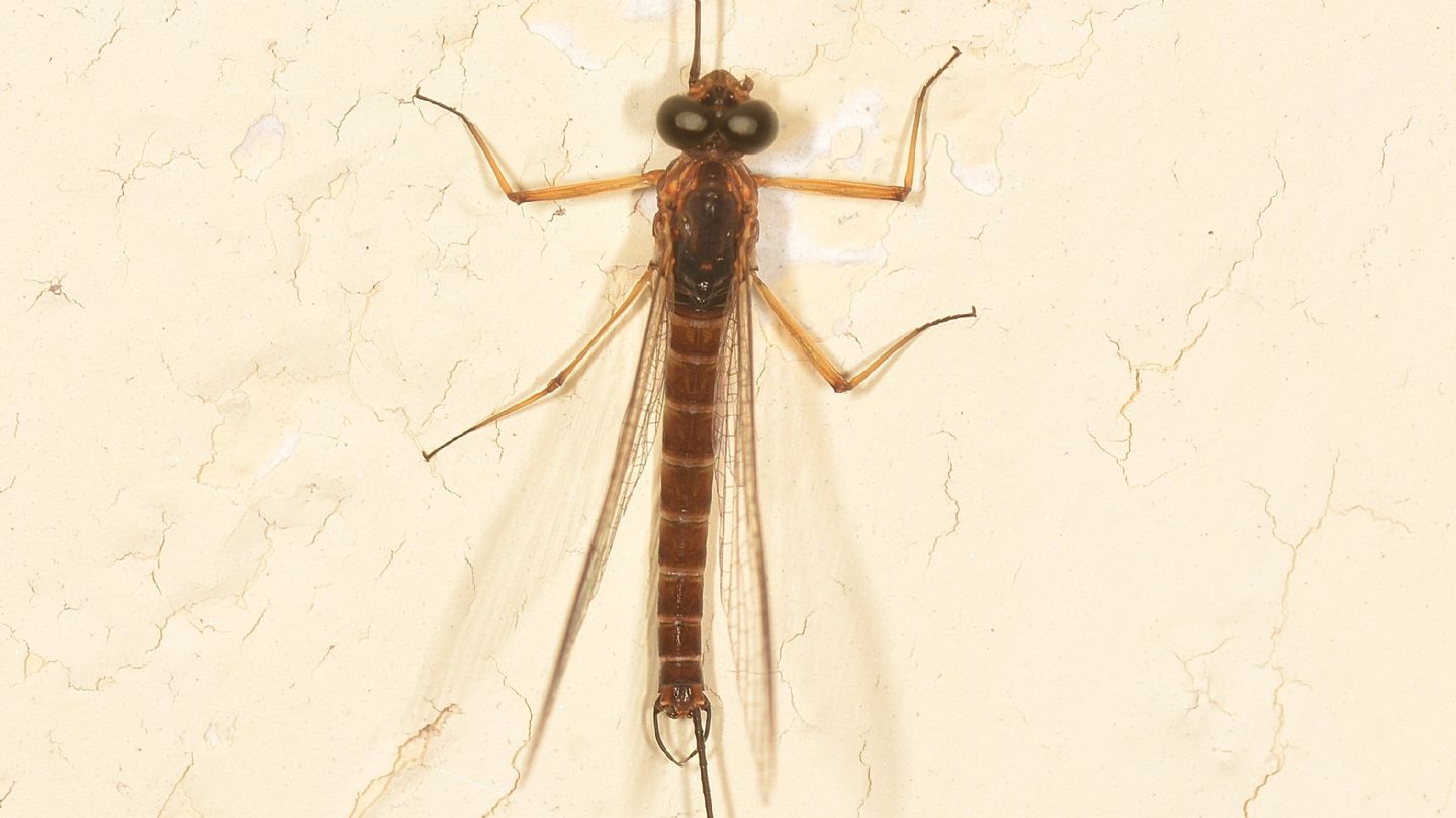 Ephemera da id - Ecdyonurus sp. gruppo helveticus