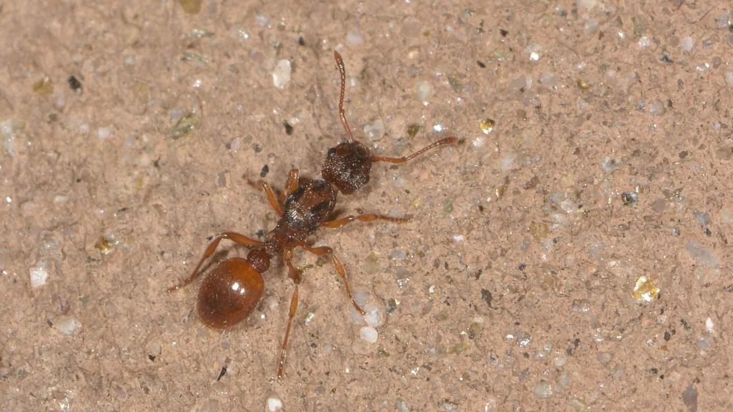 Myrmica scabrinoides ?