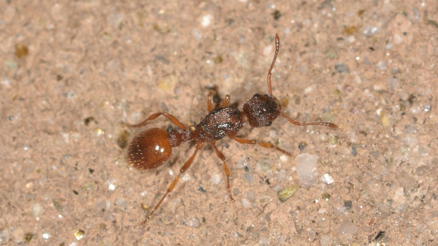 Myrmica scabrinoides ?