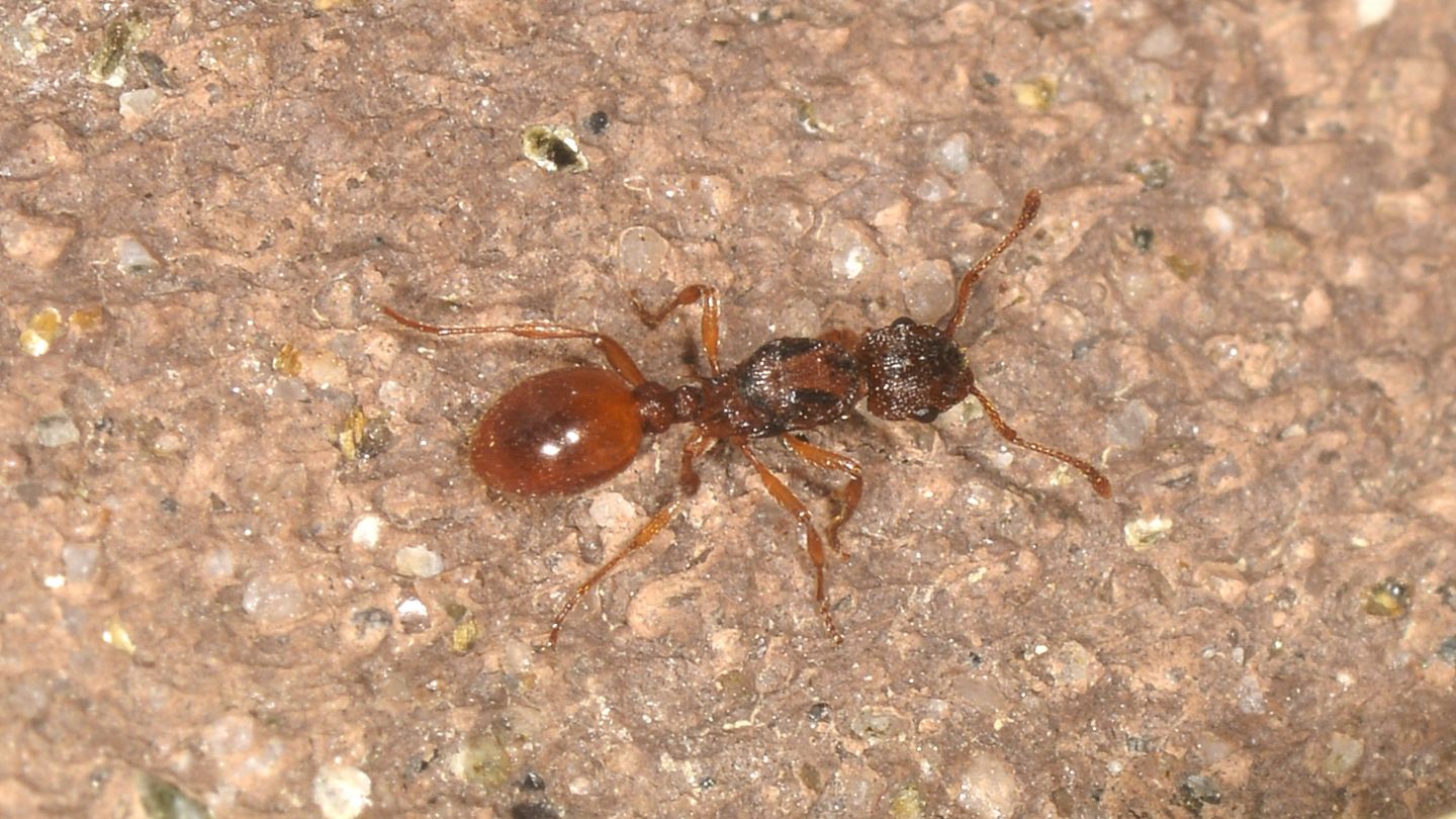 Myrmica scabrinoides ?