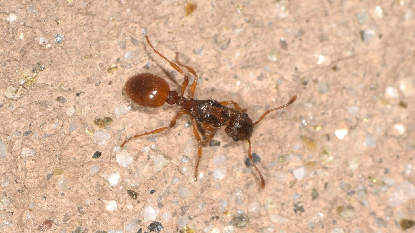 Myrmica scabrinoides ?
