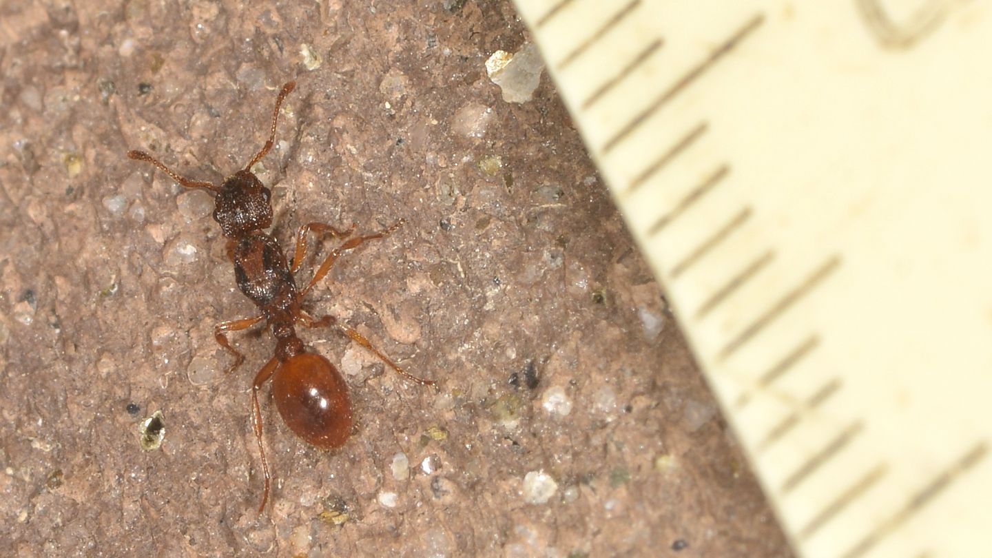 Myrmica scabrinoides ?