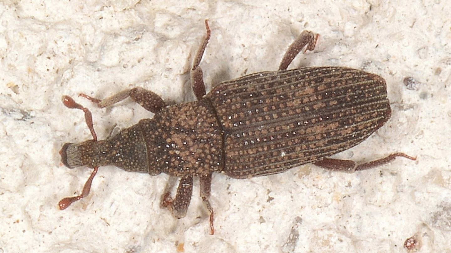 Dryophthoridae: Dryophthorus corticalis