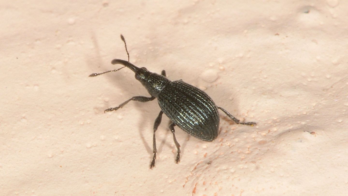 Apionidae