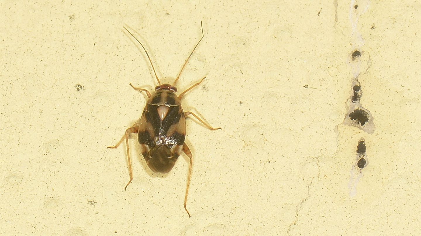 Miridae da id