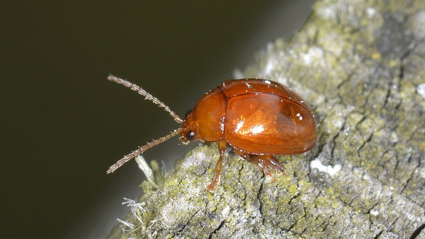 Chrysomelidae: Sphaeroderma sp.