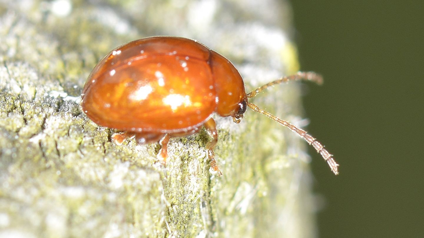 Chrysomelidae: Sphaeroderma sp.