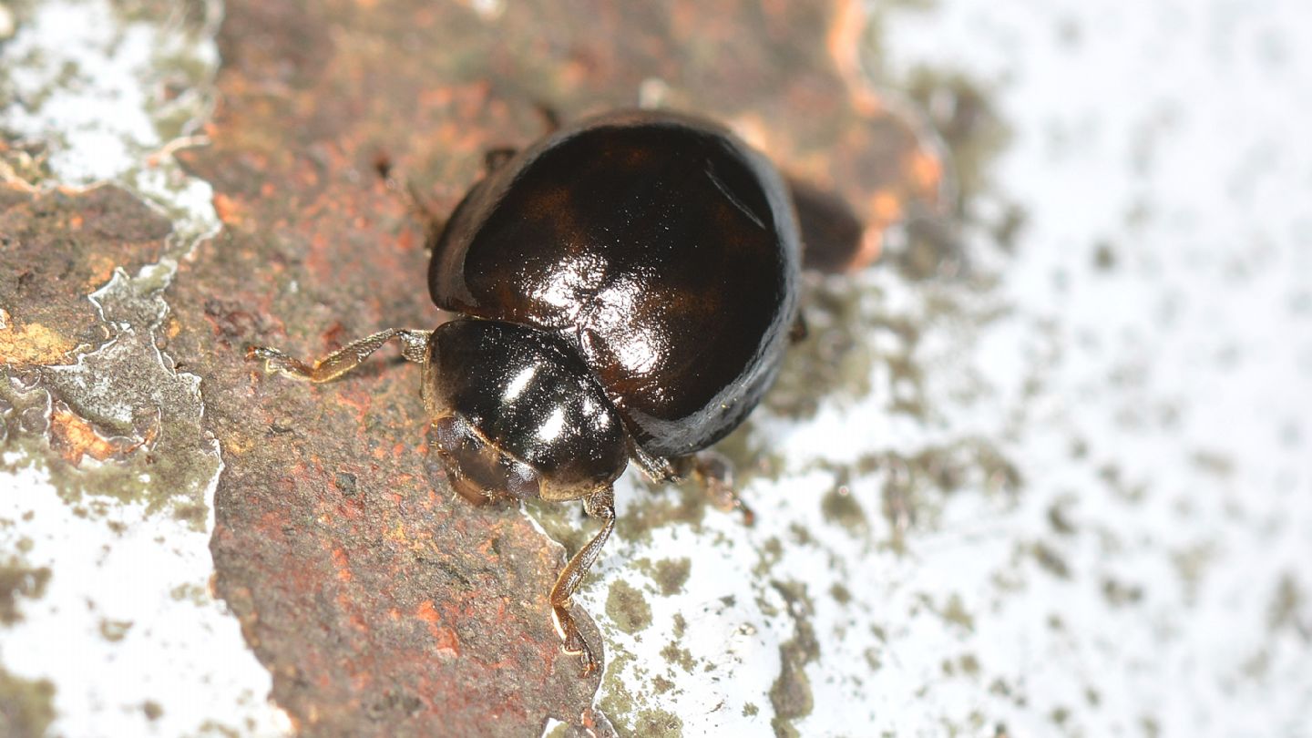 Coccinella nera: Harmonia ayridis