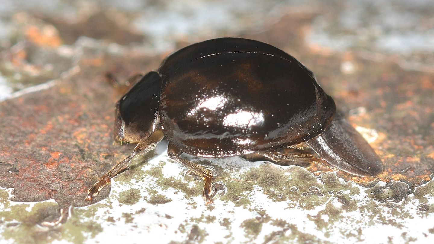 Coccinella nera: Harmonia ayridis